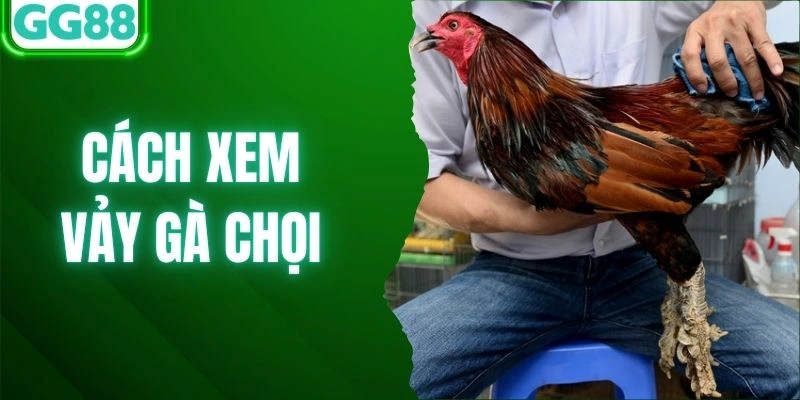 Cách Xem Vảy Gà Chọi - GG88 Chia Sẻ Bí Kíp Chọn Chiến Kê