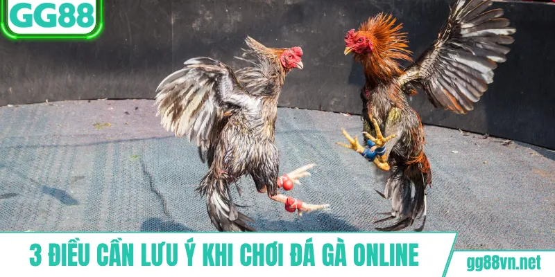 Điều cần lưu ý khi chơi đá gà online
