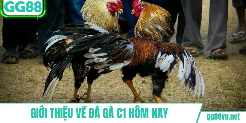 Giới thiệu về đá gà C1 hôm nay