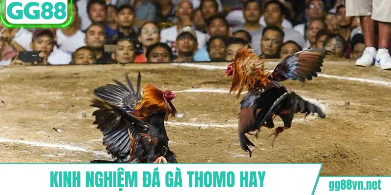 Kinh nghiệm đá gà Thomo hay