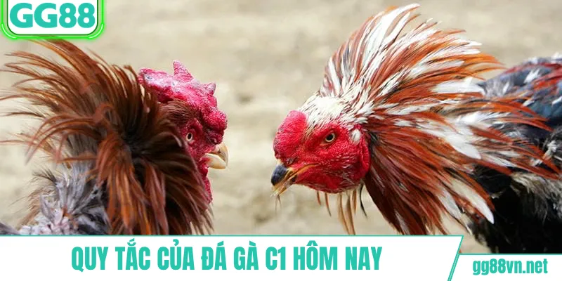 Quy tắc của đá gà C1 hôm nay